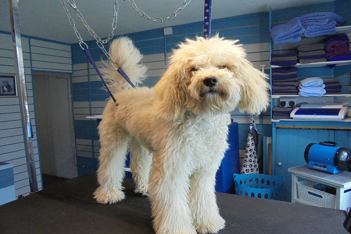 The Wildest Dog Grooming Styles You'll Ever See ...