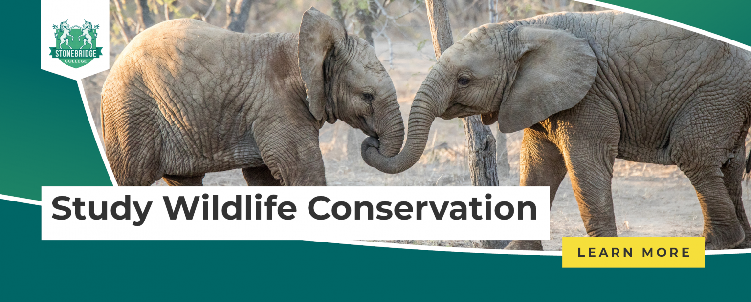 How To Start A Career In Wildlife Conservation? | Stonebridge ...