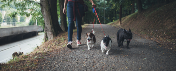 How To Set Up My Own Dog Walking Business