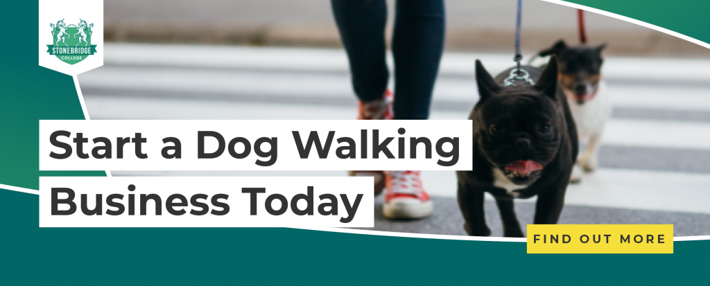 how-to-set-up-my-own-dog-walking-business-stonebridge-associated