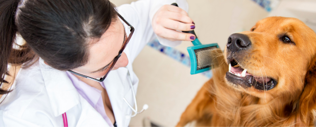 What is it like to be a Pet Groomer?