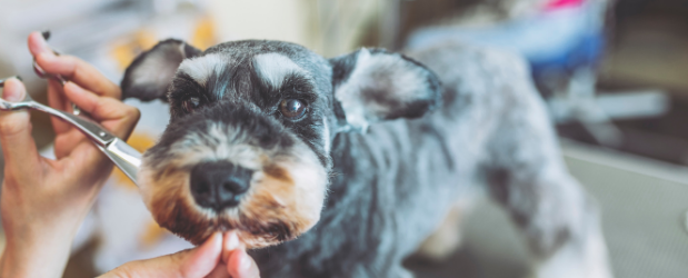 Is a Pet Grooming Business a Good Idea? - Stonebridge Associated