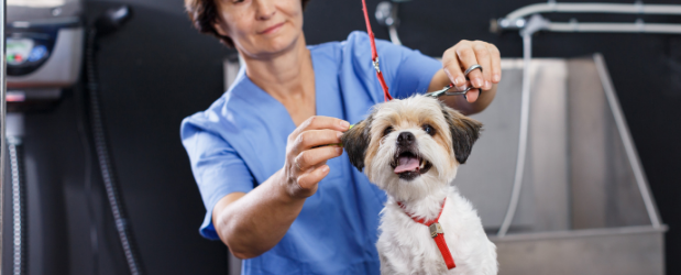 Is a Pet Grooming Business a Good Idea? - Stonebridge Associated