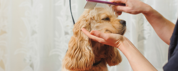 Is a Pet Grooming Business a Good Idea? - Stonebridge Associated