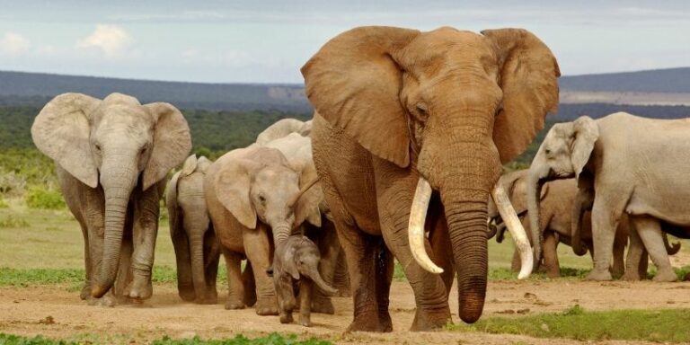 How Elephants Help the Ecosystem Thrive | Stonebridge Associated